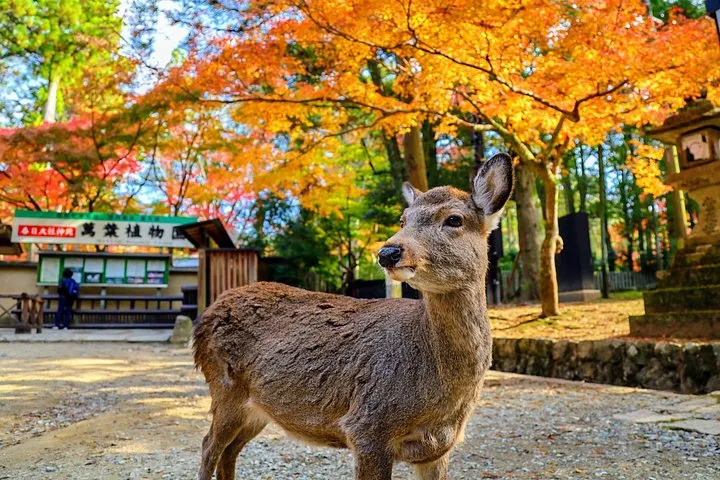 Deer walking at Nara Park near Todaiji on a Nara and Uji matcha day trip from Kyoto, Japan