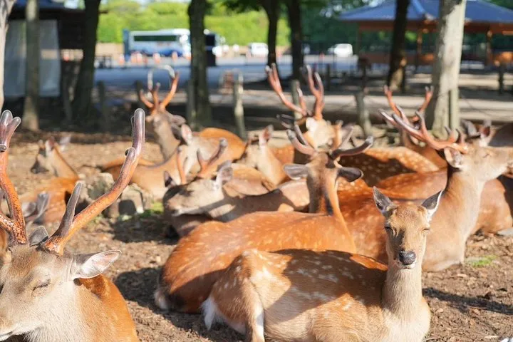Morning light on Nara Park deer and temple path on an early morning Nara day trip from Kyoto, Japan