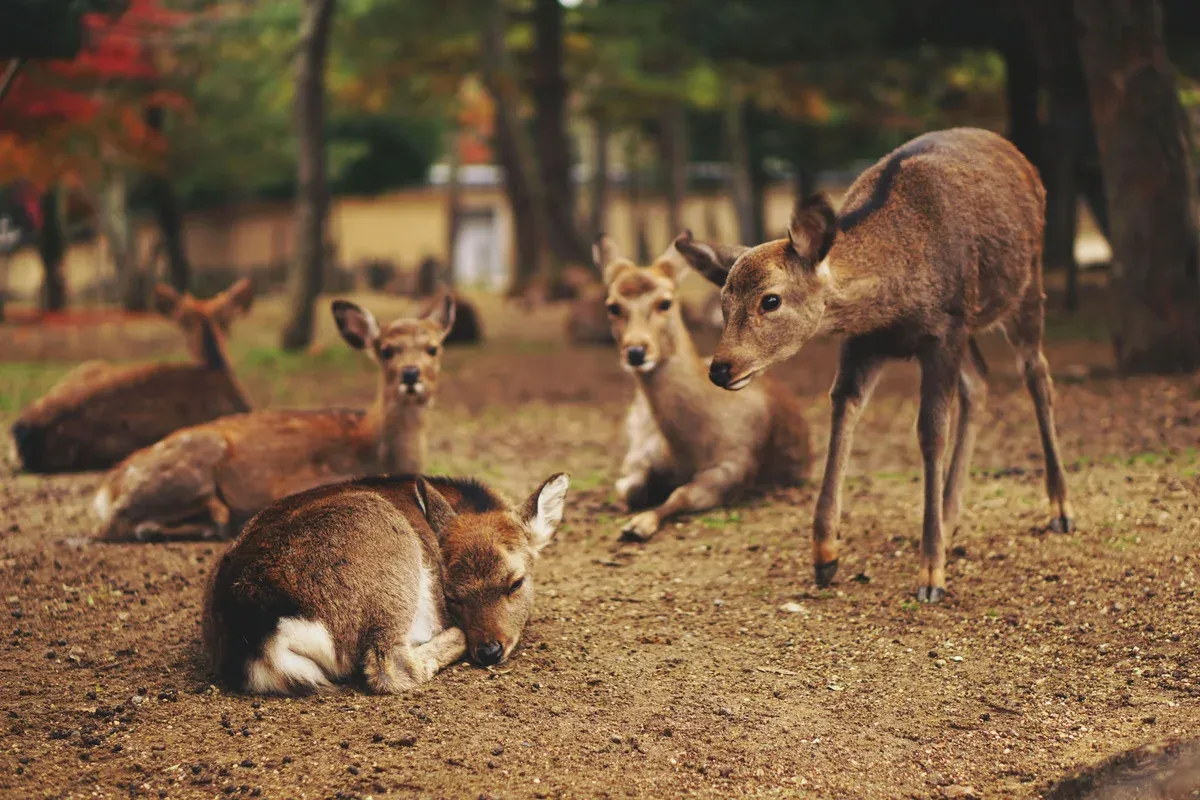 Deer resting under the trees of Nara Park, the free heart of a day trip from Kyoto by JR train