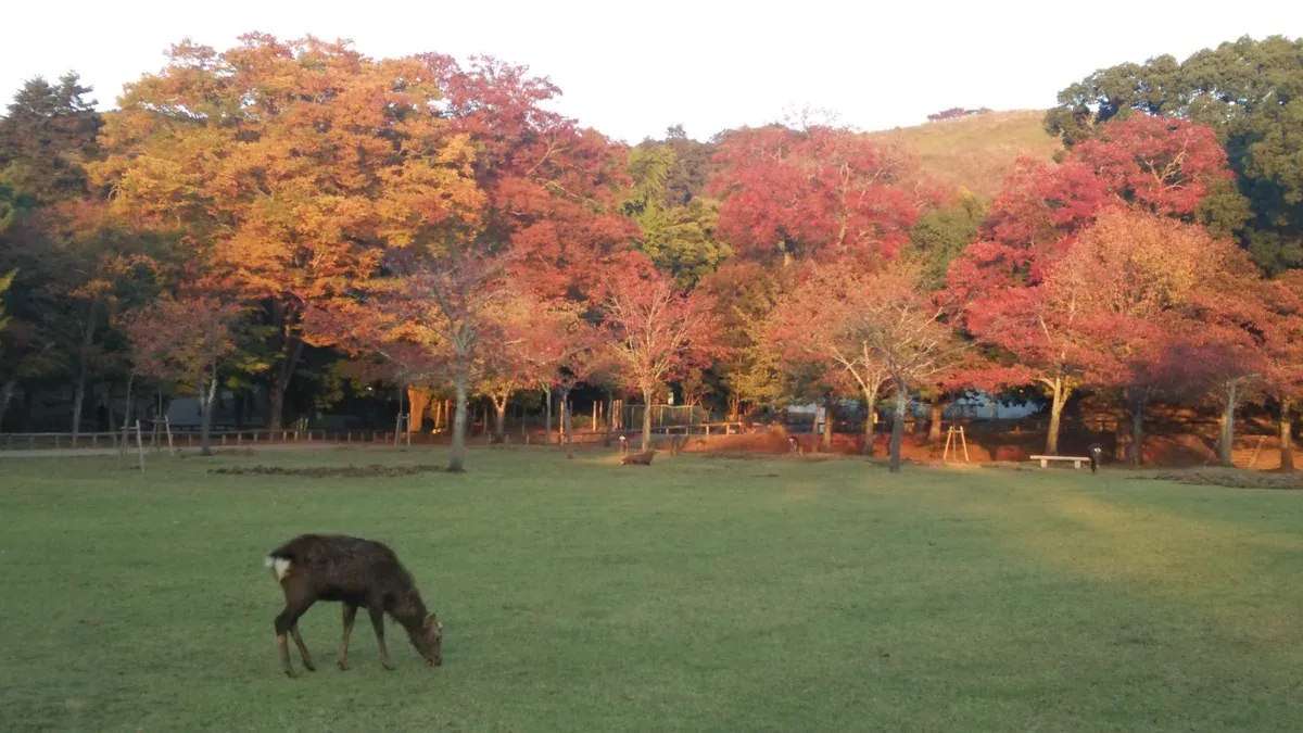 Deer grazing in Nara Park among autumn trees on an early morning day tour from Kyoto