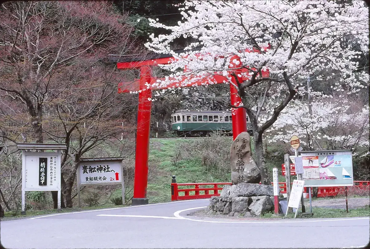 Eizan Railway train beside cherry blossom on a free day trip from Kyoto to Kurama