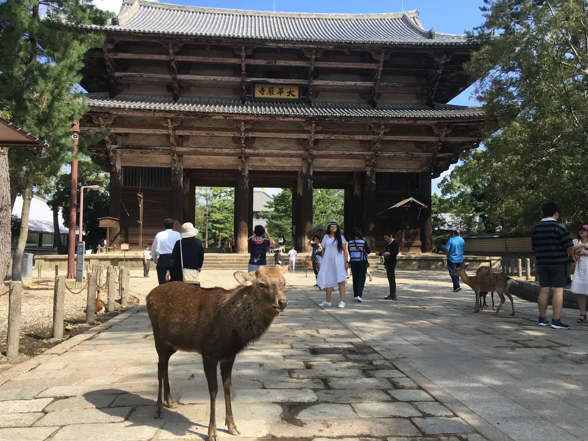 Deer in front of Todai-ji Nandaimon on a day trip from Kyoto to Nara